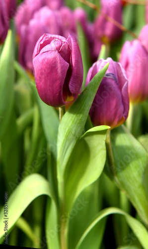 Tulip Copex  beautiful variety of Tulip with its vivid purple petals with veins of pink