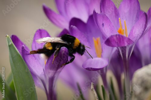 bee on flower