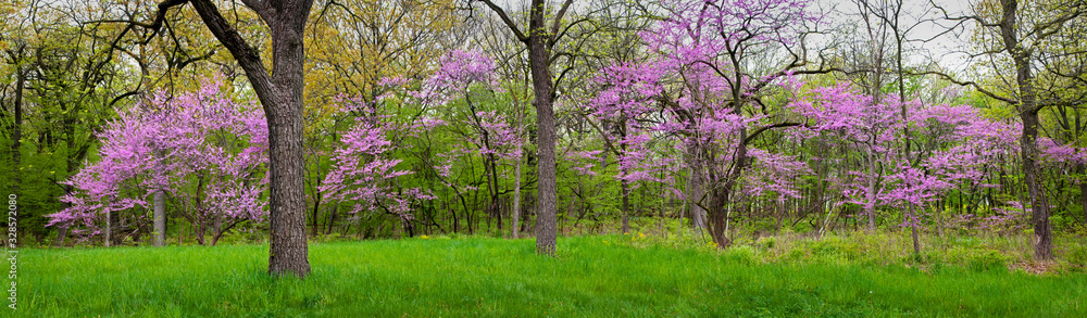 Panoramic view of flowering redbud trees in the spring woods. Panoramic view of flowering redbud trees in the spring woods.