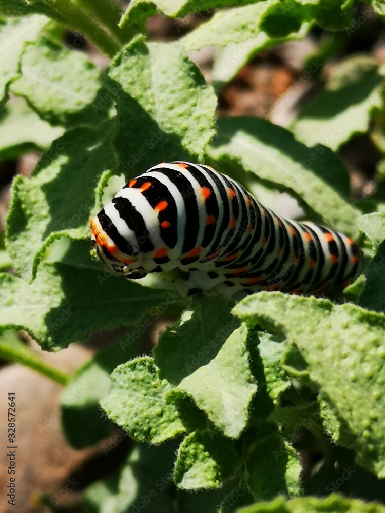 caterpillar on leaf