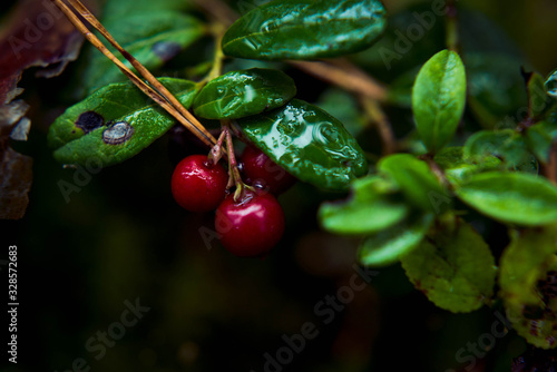 Foto ripe red wild lingonberry on branch in a forest swamp