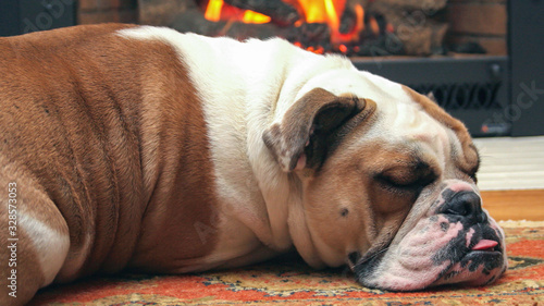 Obraz na płótnie Large English Bulldog Sleeping in front of Fireplace w salonie