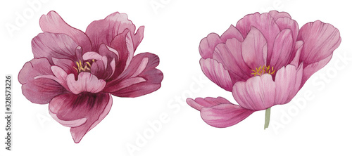 Peony flowers isolated. Illustration of watercolor flowers. Isolated peony on a white background. Set of flowers for greeting cards, design, print.