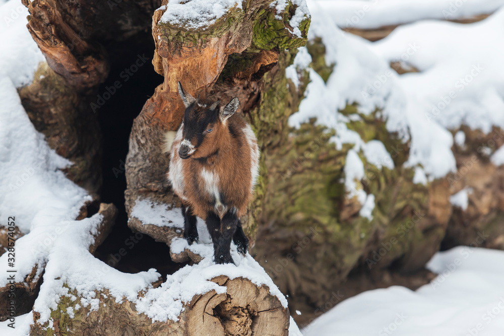 Goat in winter in the snow Goat in winter in the snow