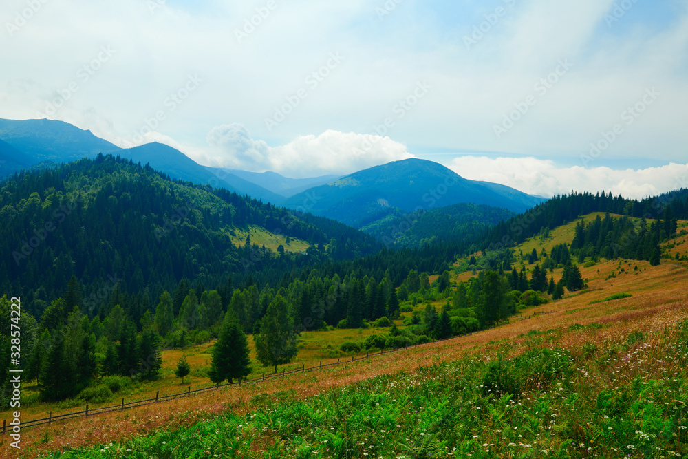 Fototapeta premium wild nature, summer landscape in carpathian mountains, wildflowers and meadow, spruces on hills, beautiful cloudy sky