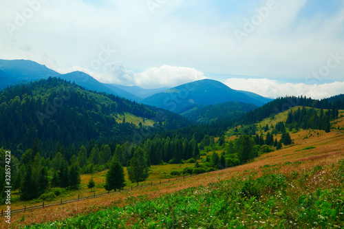 wild nature, summer landscape in carpathian mountains, wildflowers and meadow, spruces on hills, beautiful cloudy sky