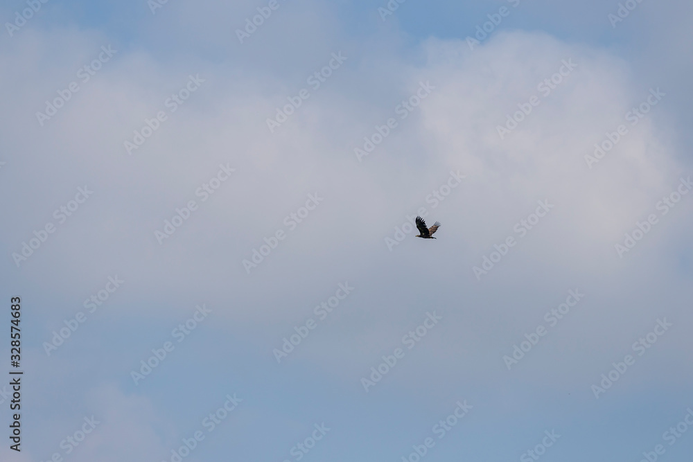 The eagle that flies in the background is a blue sky with white clouds