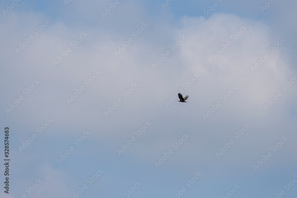 The eagle that flies in the background is a blue sky with white clouds The eagle that flies in the background is a blue sky with white clouds
