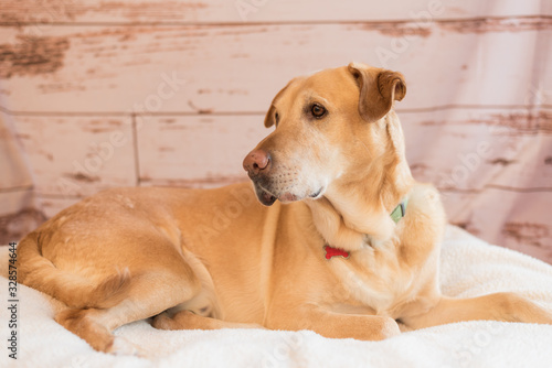 Yellow Labrador retriever dog posing 