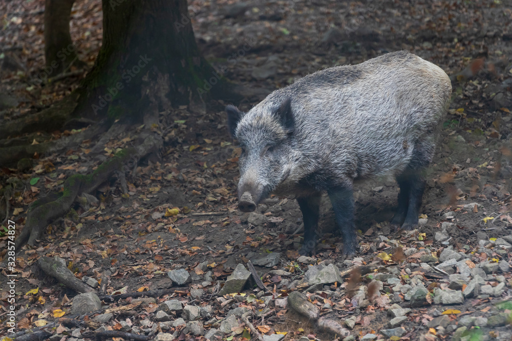 Sus scrofa - The wild boar, which is in the deep forest, is of different ages and seeks food in the dark forest. Sus scrofa - The wild boar, which is in the deep forest, is of different ages and seeks food in the dark forest.