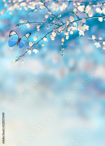 niebieski-motyl-na-kwiatach