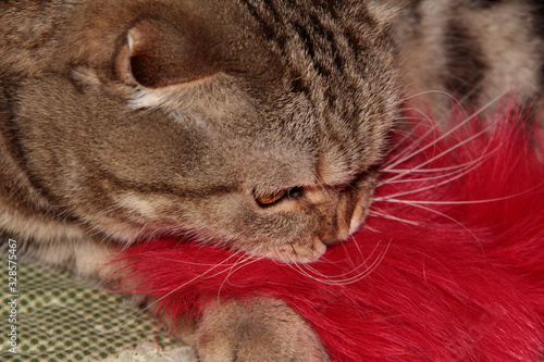 Fototapeta Naklejka Na Ścianę i Meble -  Cat bites prey. A pet tears a fur coat.