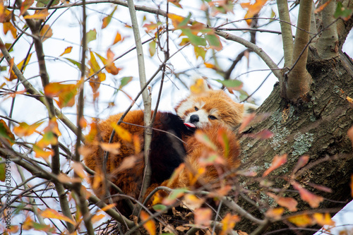 Canvastavla Red Panda Nya