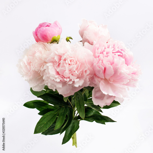 Colorful peonies on white in beautiful style. Pink fresh peonies. Spring summer wedding background.