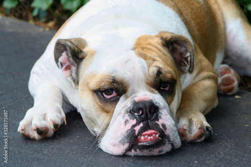 Obraz na płótnie Lazy English Bulldog Puppy w salonie