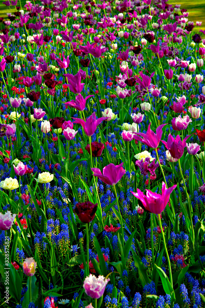 Tulips and Hyacinth in a colorful arrangement at the Keukenhof Gardens