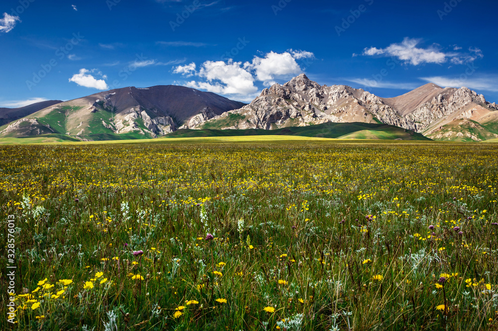Mountain peaks rise among the flowering fields. District mountainous Songkol Lake. Traditional summer pastures. Kyrgyzstan