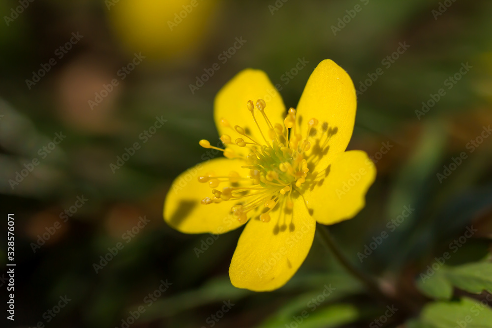 Yellow anemone (Anemone ranunculoides) or yellow wood anemone or buttercup anemone, woodland and forest plant with root-like rhizomesand petal-like tepals of rich yellow colouring, Ranunculaceae Yellow anemone (Anemone ranunculoides) or yellow wood anemone or buttercup anemone, woodland and forest plant with root-like rhizomesand petal-like tepals of rich yellow colouring, Ranunculaceae