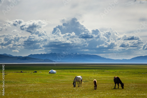 Traditional pastures in high mountains. Horses graze on the shore of a mountain Song-Kol lake in lush fields. Traditional yurt photo