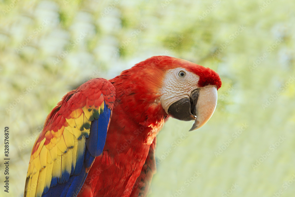 Colorful parrot Rhynchopsitta on green background.