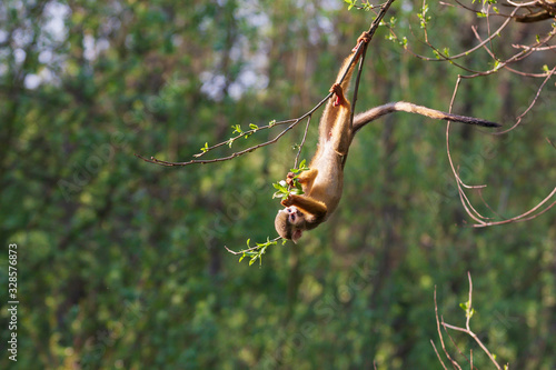 Canvas-taulu A small monkey is hung by a tail on a tree.