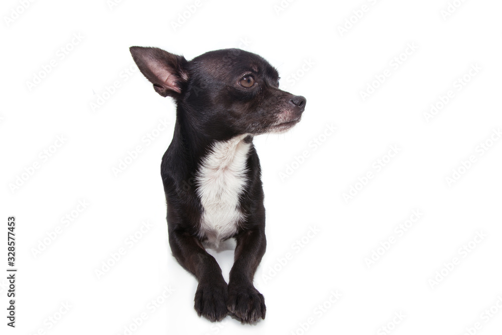 profile  rescued chihuahua dog lying down. Isolated on white backgroud