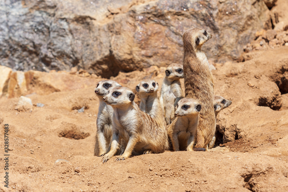 Meerkat - Suricata suricatta - in a group in the enclosure. Meerkat - Suricata suricatta - in a group in the enclosure.