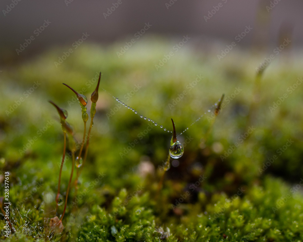 Close up of vegetable moss with water drops.Moss on stone Close up of vegetable moss with water drops.Moss on stone