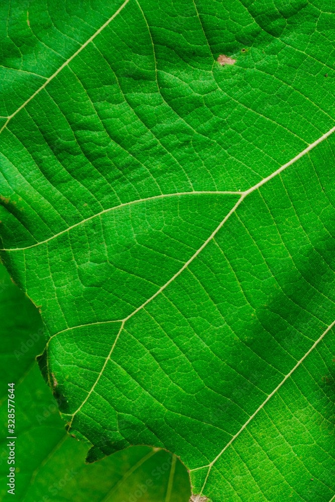 Teak leaves texture for natural green vertical background design. Detailed leaf of tropical foliage in the forest. Wild vegetation in nature for jungle theme wallpaper. Teak leaves texture for natural green vertical background design. Detailed leaf of tropical foliage in the forest. Wild vegetation in nature for jungle theme wallpaper.