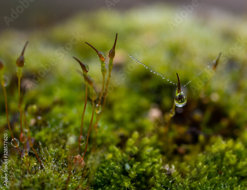 Close up of vegetable moss with water drops.Moss on stone © TMC