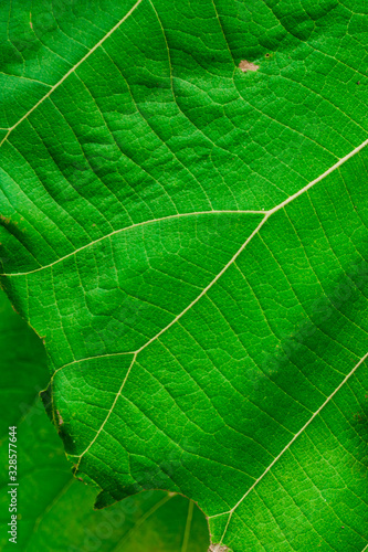 Teak leaves texture for natural green vertical background design. Detailed leaf of tropical foliage in the forest. Wild vegetation in nature for jungle theme wallpaper.