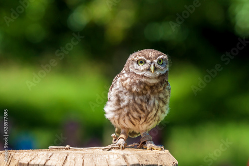 A small falcon-led owl sits on a stake.