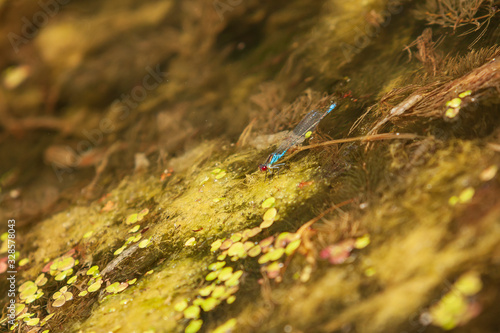 Blue dragonfly - Odonata in its natural habitat on the pond.