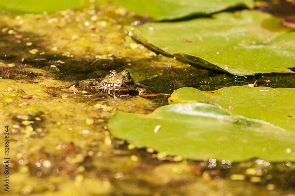 Fototapeta premium Bufo bufo - the toad is heated on the surface of the reservoir. There's a reflection in the water.