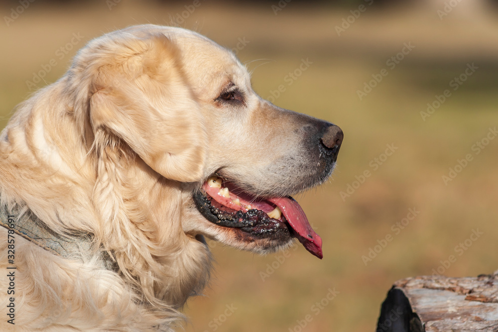Portrait of a large light brown dog with tongue out.