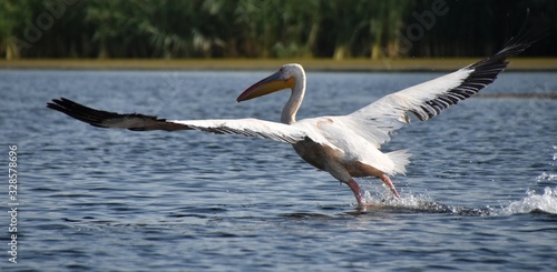 pelican landing on the surface of a lake