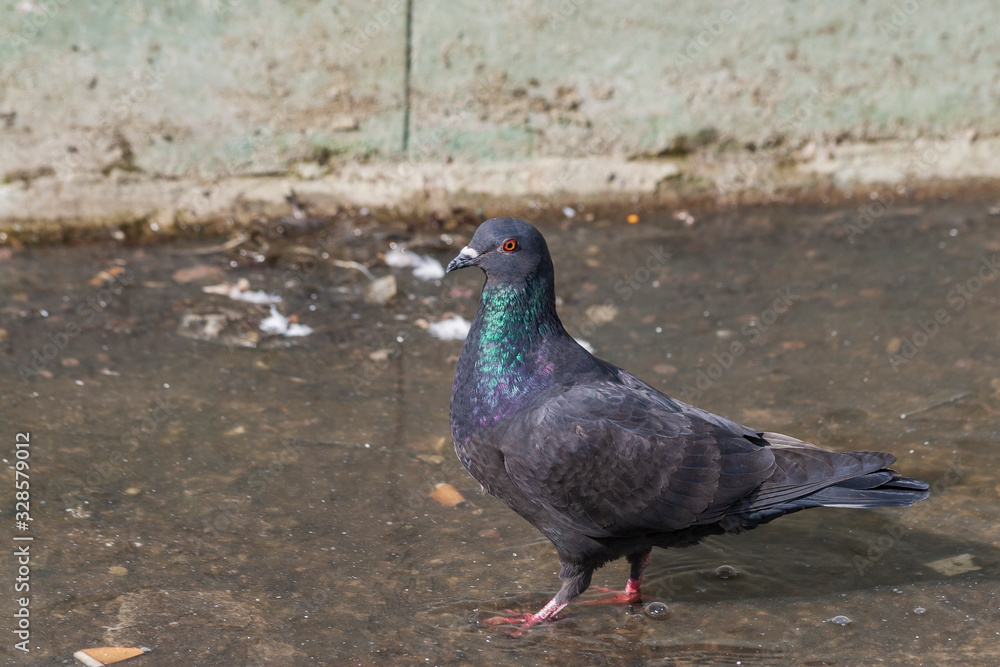Portrait of a Columba - A pigeon drinks water Portrait of a Columba - A pigeon drinks water