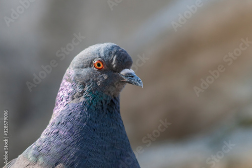 Portrait of a Columba - A pigeon drinks water