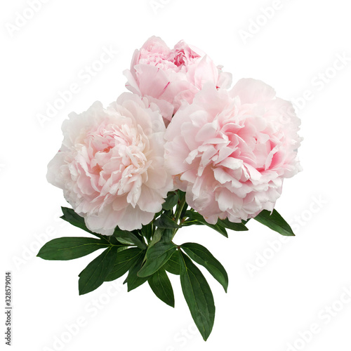 Colorful peonies isolated white in beautiful style. Pink fresh peonies. Spring summer wedding background.