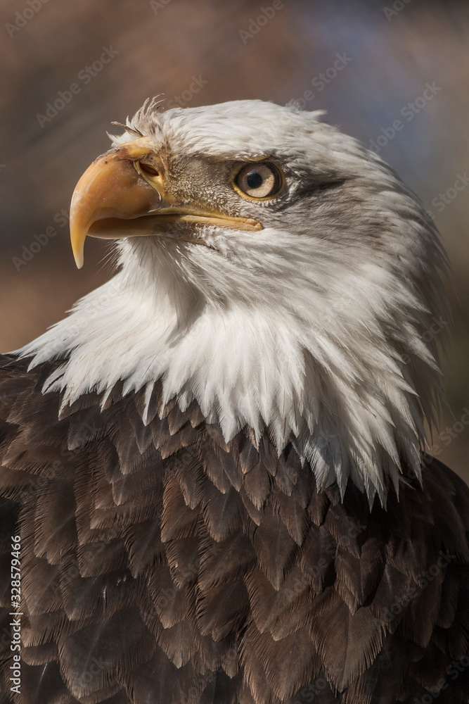 Fototapeta premium Bald eagle from front view on dark background. Portrait where both eyes are visible.