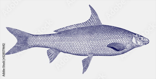 Blue sucker, cycleptus elongatus, a freshwater fish from the united states in side view