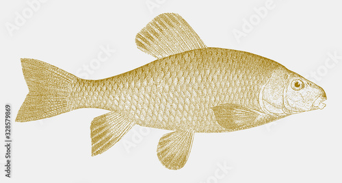 Lake chubsucker, erimyzon sucetta, a freshwater fish, endemic to eastern north america in side view