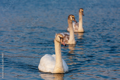 Three Swans - Cygnus swim on the water in sunny weather photo