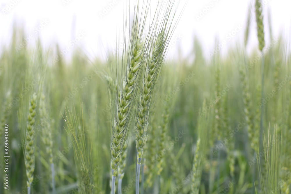 Field of young green wheat grass