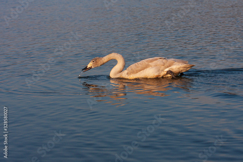 Swans - Cygnus swim on the water in sunny weather and hunt for food