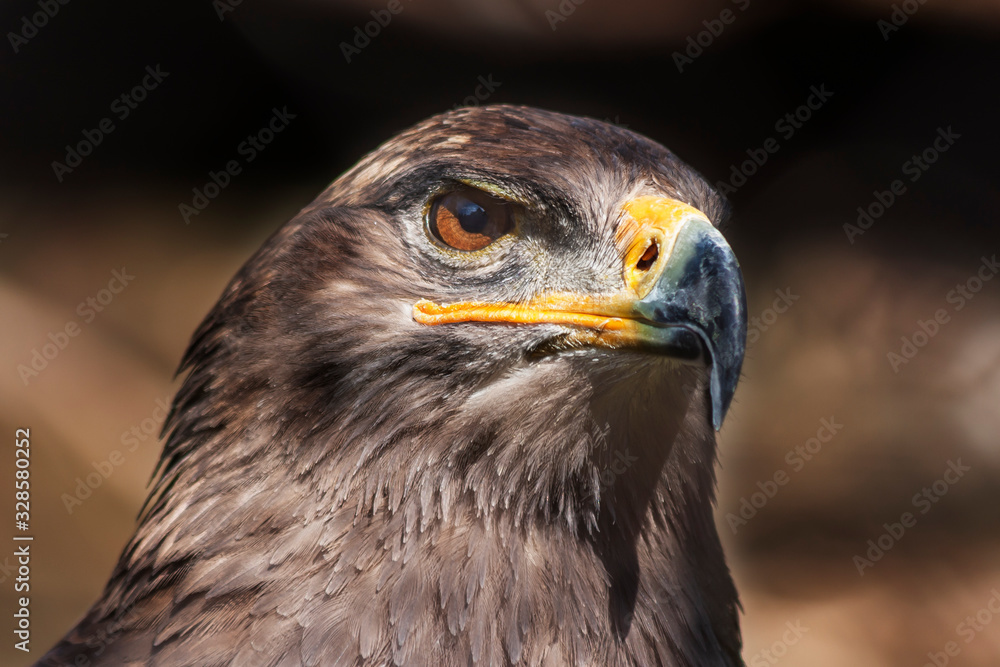 Portrait of Aquila nipalensis - Steppe Eagle on dark background Portrait of Aquila nipalensis - Steppe Eagle on dark background