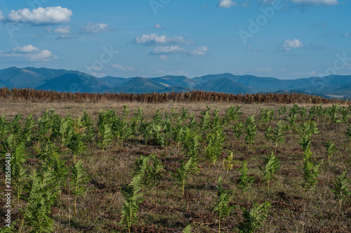 Mountain view landscape with fern field in clear sunny day