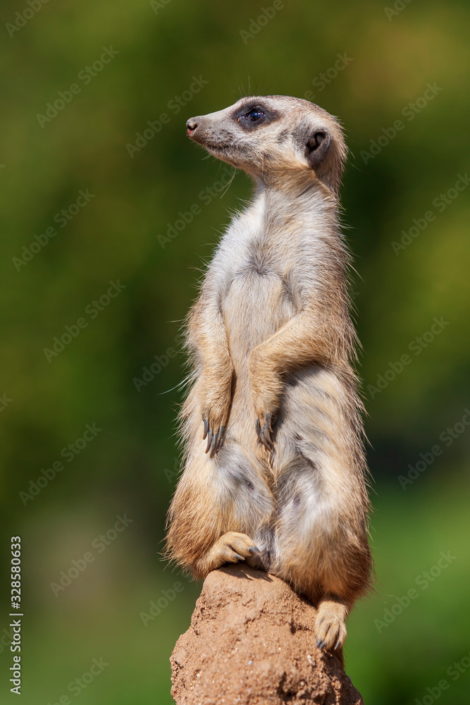 Meerkat - Suricata suricatta standing on a stone guarding the surroundings in sunny weather. Photo has nice bokeh. Meerkat - Suricata suricatta standing on a stone guarding the surroundings in sunny weather. Photo has nice bokeh.