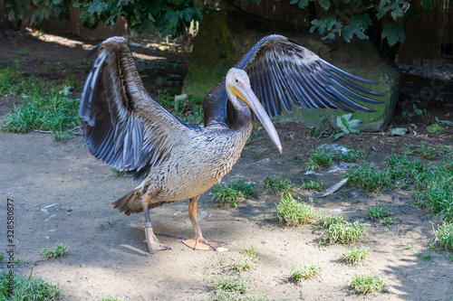 The great white pelican (Pelecanus Onocrotalus) also known as the eastern white pelican, rosy pelican or white pelican, is a large water bird in the family Pelecanidae. 
