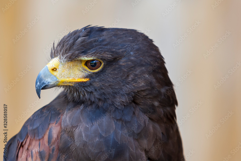 Fototapeta premium Harris's Buzzard - Parabuteo unicinctus closeup portrait with brown light background.